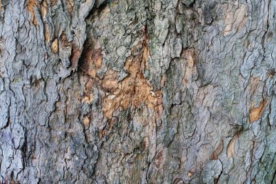 Tree Bark texture