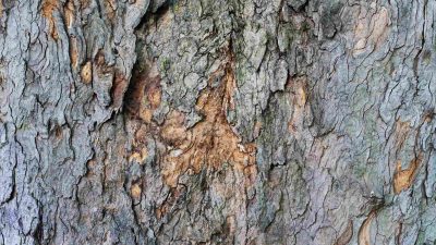 Tree Bark texture